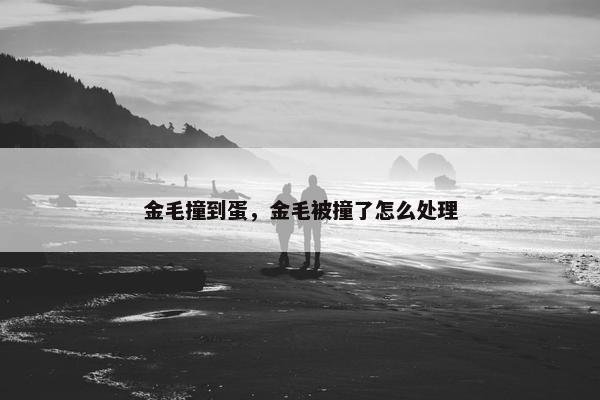 金毛撞到蛋，金毛被撞了怎么处理