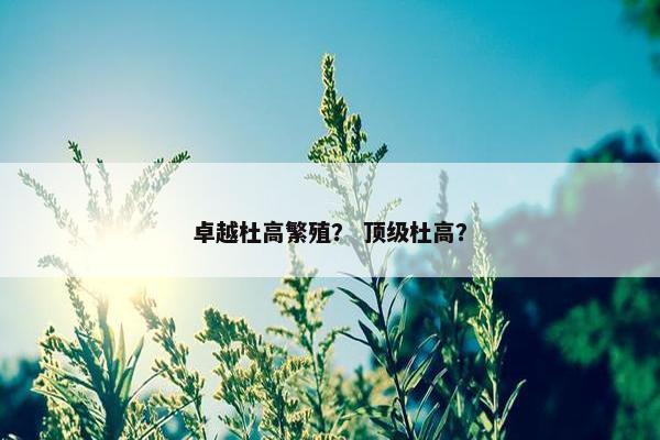 卓越杜高繁殖？ 顶级杜高？