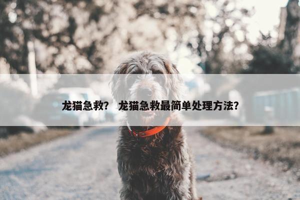龙猫急救？ 龙猫急救最简单处理方法？