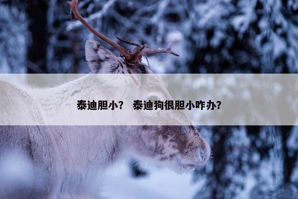 泰迪胆小？ 泰迪狗很胆小咋办？