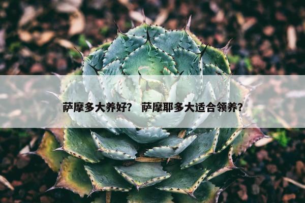 萨摩多大养好？ 萨摩耶多大适合领养？