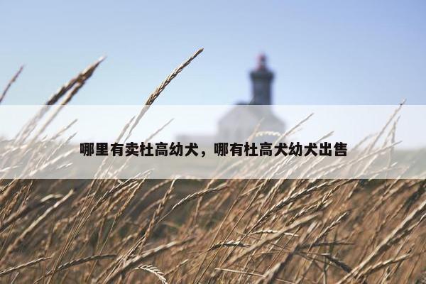 哪里有卖杜高幼犬，哪有杜高犬幼犬出售