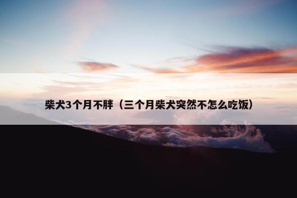 柴犬3个月不胖（三个月柴犬突然不怎么吃饭）