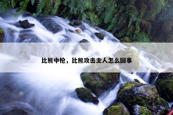 比熊中枪，比熊攻击主人怎么回事