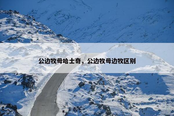 公边牧母哈士奇，公边牧母边牧区别