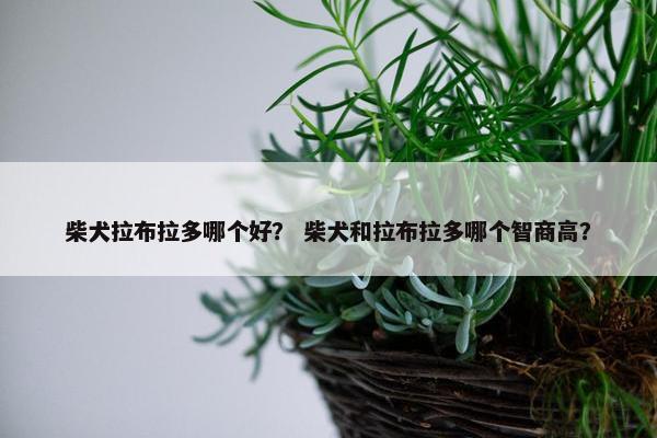 柴犬拉布拉多哪个好？ 柴犬和拉布拉多哪个智商高？
