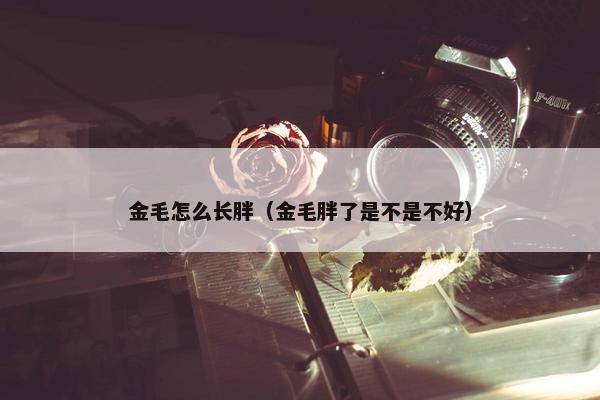 金毛怎么长胖（金毛胖了是不是不好）