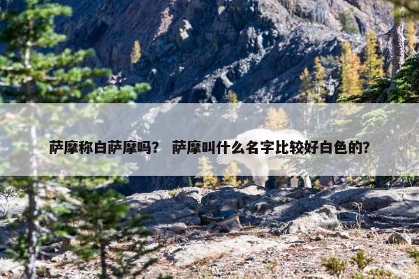 萨摩称白萨摩吗？ 萨摩叫什么名字比较好白色的？