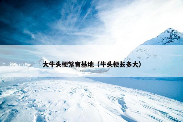 大牛头梗繁育基地（牛头梗长多大）