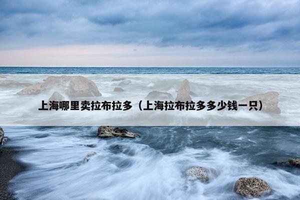 上海哪里卖拉布拉多（上海拉布拉多多少钱一只）