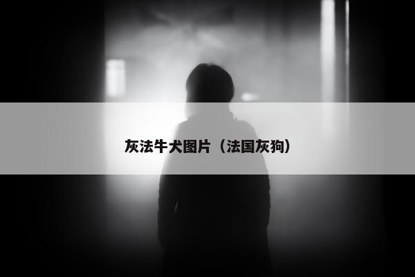 灰法牛犬图片（法国灰狗）