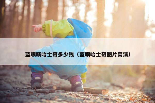 蓝眼睛哈士奇多少钱（蓝眼哈士奇图片高清）