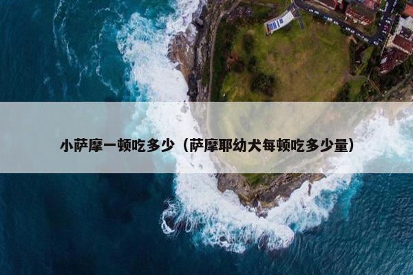 小萨摩一顿吃多少（萨摩耶幼犬每顿吃多少量）