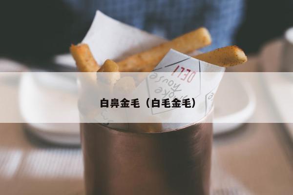 白鼻金毛（白毛金毛）