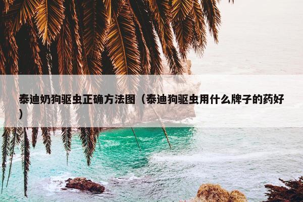 泰迪奶狗驱虫正确方法图（泰迪狗驱虫用什么牌子的药好）