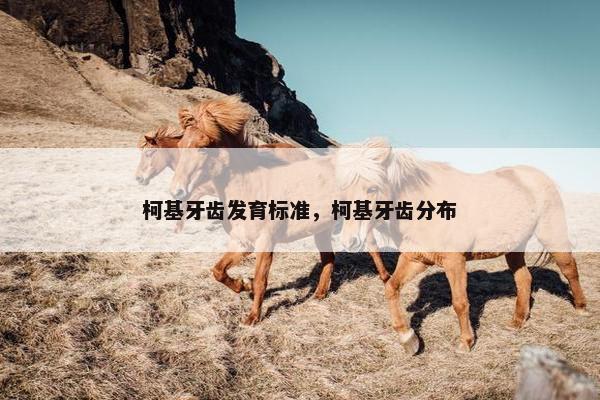 柯基牙齿发育标准，柯基牙齿分布