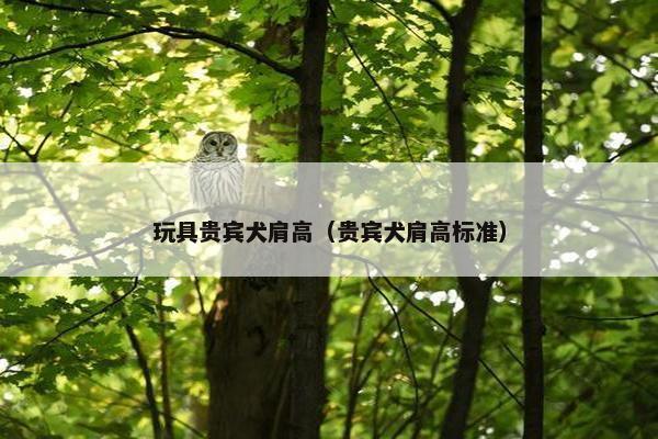 玩具贵宾犬肩高（贵宾犬肩高标准）