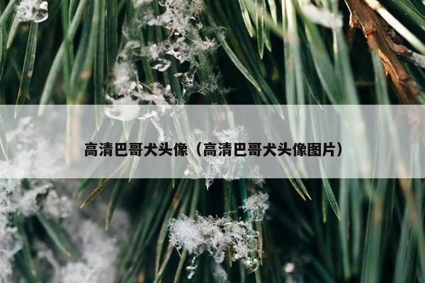高清巴哥犬头像（高清巴哥犬头像图片）