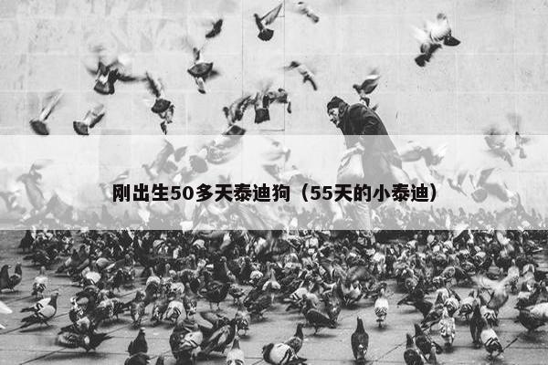 刚出生50多天泰迪狗（55天的小泰迪）