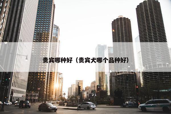 贵宾哪种好（贵宾犬哪个品种好）