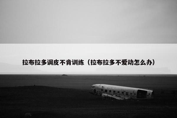 拉布拉多调皮不肯训练（拉布拉多不爱动怎么办）