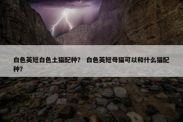 白色英短白色土猫配种？ 白色英短母猫可以和什么猫配种？