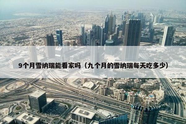 9个月雪纳瑞能看家吗（九个月的雪纳瑞每天吃多少）