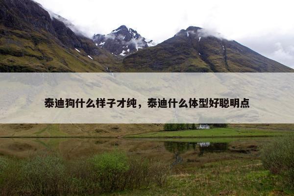 泰迪狗什么样子才纯，泰迪什么体型好聪明点