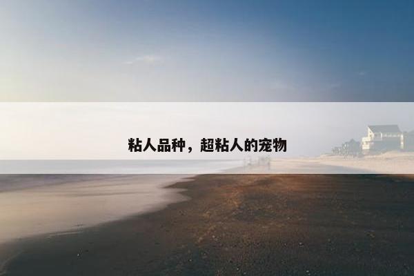 粘人品种，超粘人的宠物