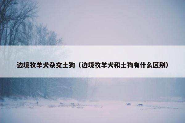 边境牧羊犬杂交土狗（边境牧羊犬和土狗有什么区别）