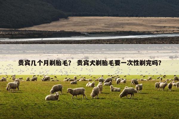 贵宾几个月剃胎毛？ 贵宾犬剃胎毛要一次性剃完吗？