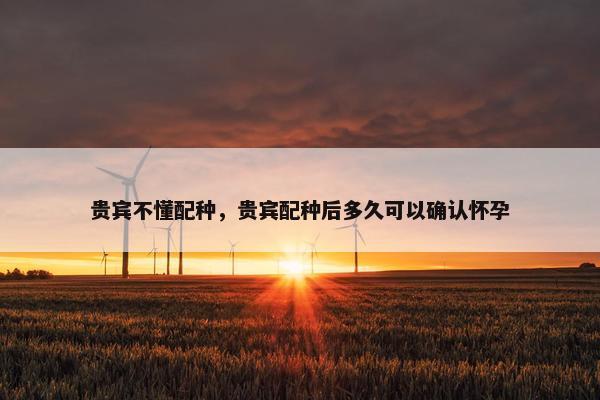 贵宾不懂配种，贵宾配种后多久可以确认怀孕