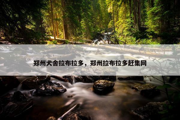 郑州犬舍拉布拉多，郑州拉布拉多赶集网