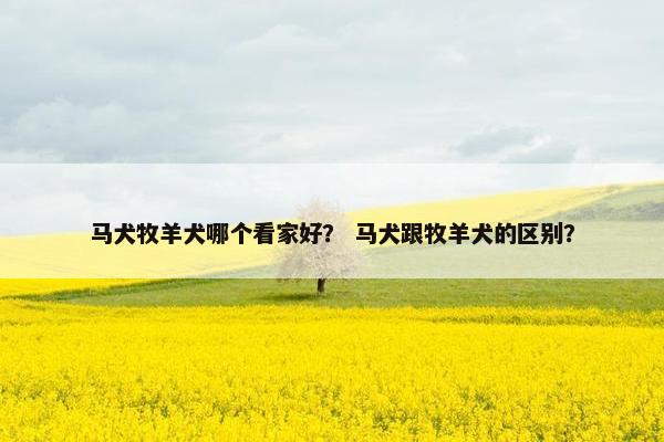马犬牧羊犬哪个看家好？ 马犬跟牧羊犬的区别？