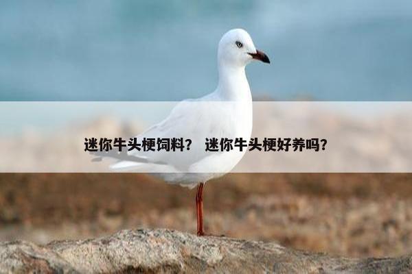 迷你牛头梗饲料？ 迷你牛头梗好养吗？