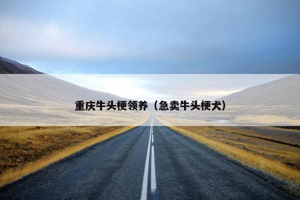 重庆牛头梗领养（急卖牛头梗犬）