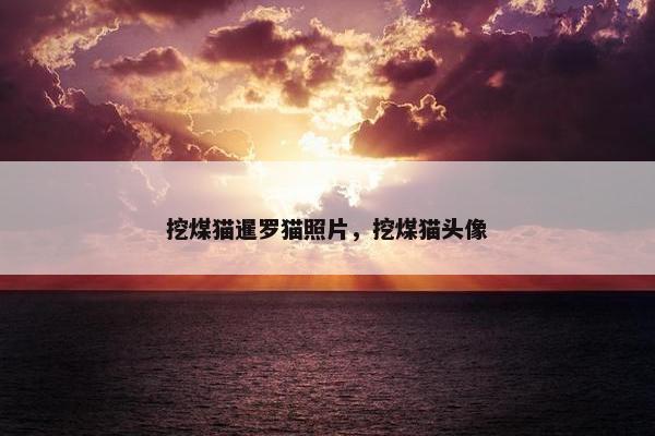 挖煤猫暹罗猫照片，挖煤猫头像