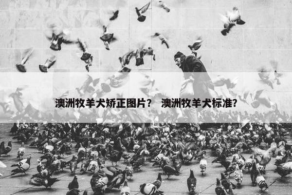 澳洲牧羊犬矫正图片？ 澳洲牧羊犬标准？