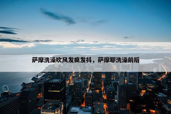 萨摩洗澡吹风发疯发抖，萨摩耶洗澡前后