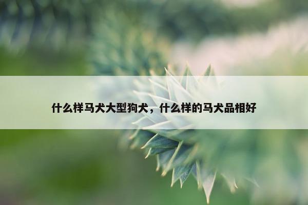 什么样马犬大型狗犬，什么样的马犬品相好