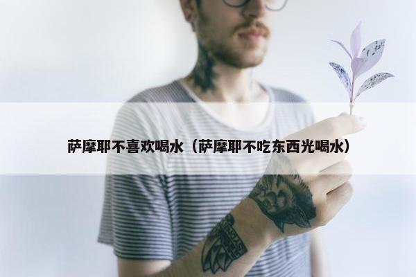 萨摩耶不喜欢喝水（萨摩耶不吃东西光喝水）