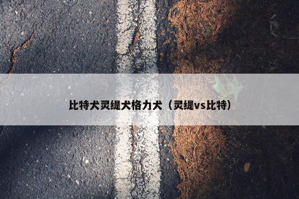 比特犬灵缇犬格力犬（灵缇vs比特）