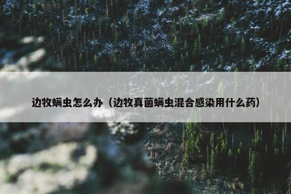 边牧螨虫怎么办（边牧真菌螨虫混合感染用什么药）