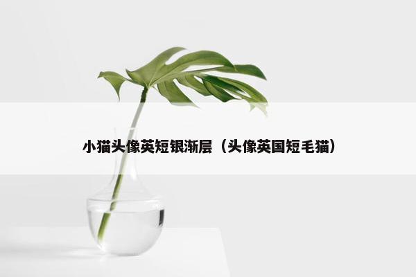 小猫头像英短银渐层（头像英国短毛猫）