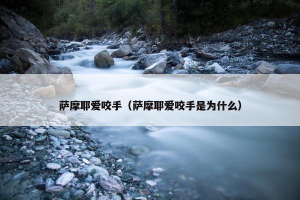 萨摩耶爱咬手（萨摩耶爱咬手是为什么）