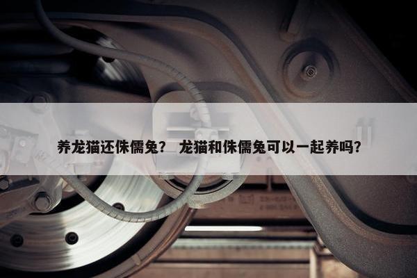 养龙猫还侏儒兔？ 龙猫和侏儒兔可以一起养吗？