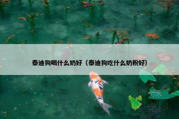 泰迪狗喝什么奶好（泰迪狗吃什么奶粉好）