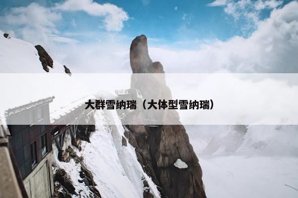 大群雪纳瑞（大体型雪纳瑞）