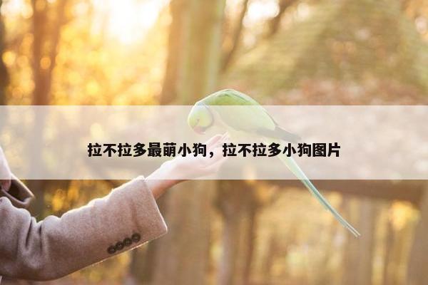 拉不拉多最萌小狗，拉不拉多小狗图片
