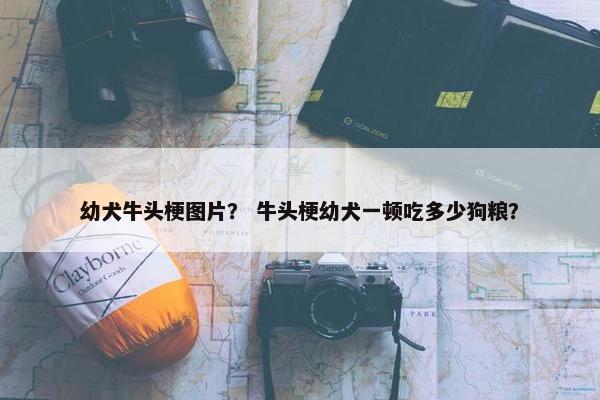 幼犬牛头梗图片？ 牛头梗幼犬一顿吃多少狗粮？